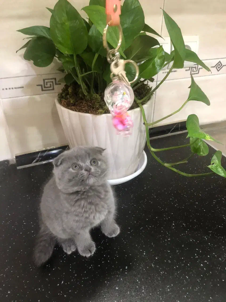 اسکاتیش دختر|گربه|تهران, دردشت|دیوار