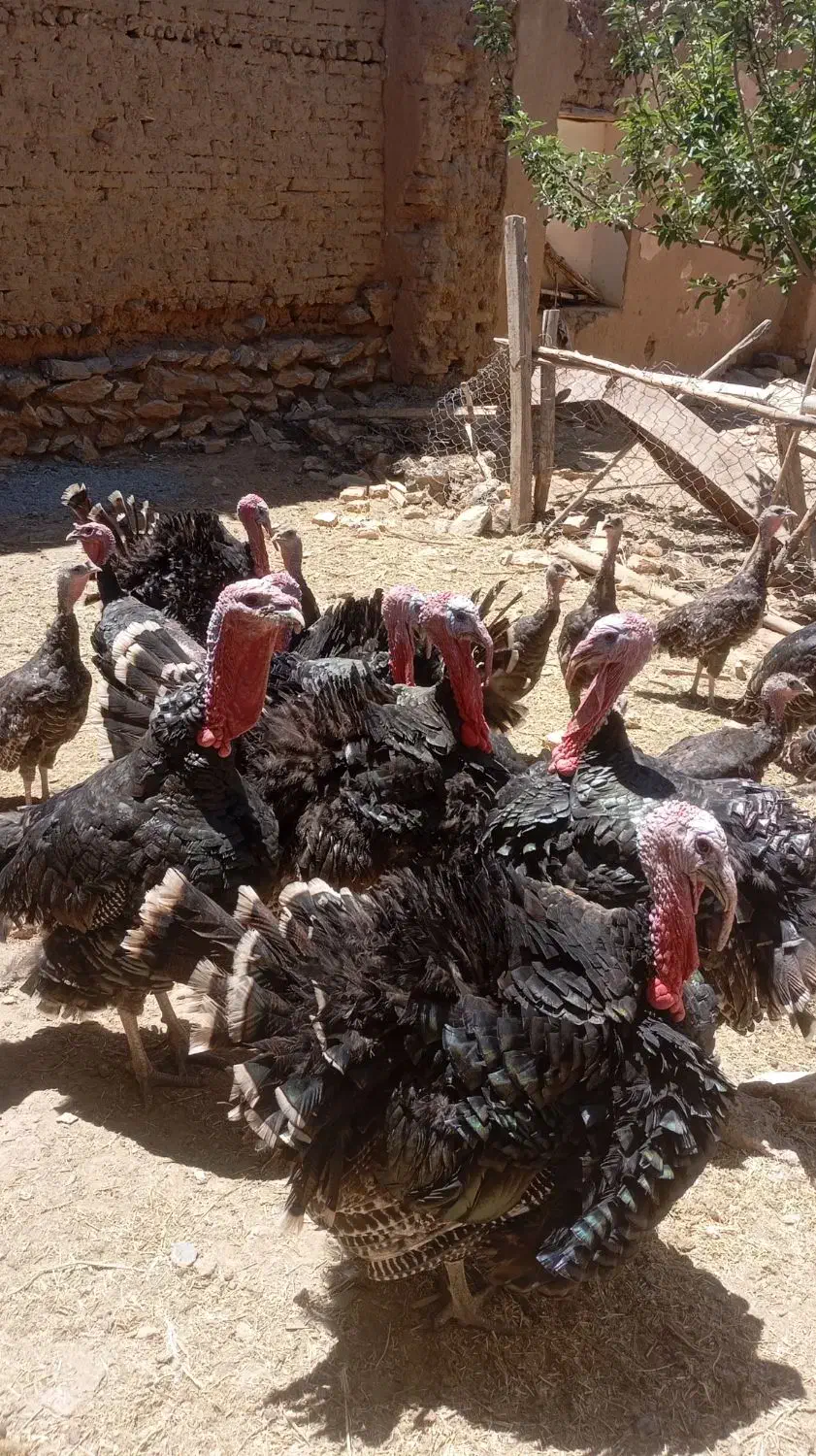 بوقلمون برنز  مولد|حیوانات مزرعه|لاران, |دیوار