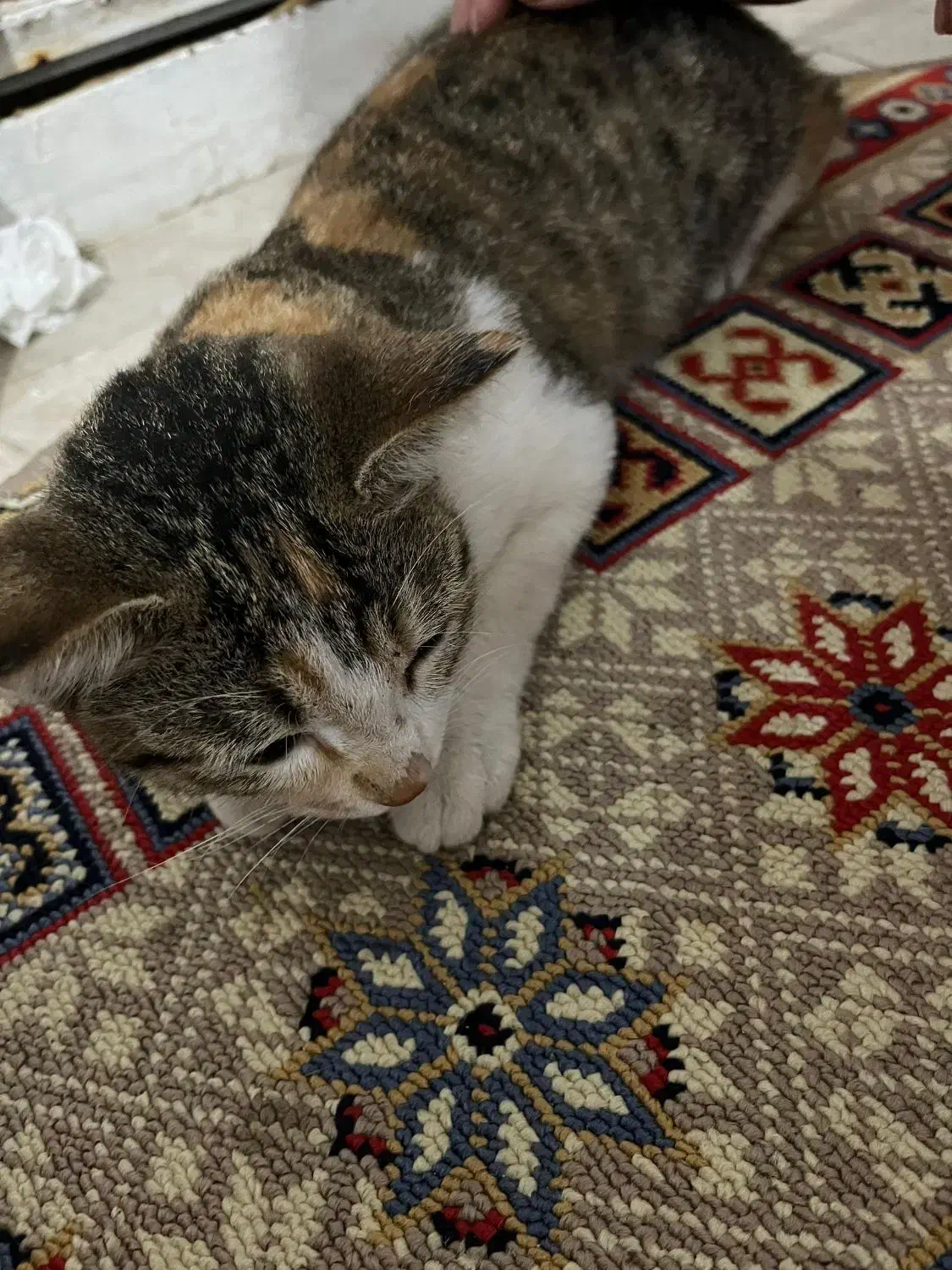 واگذاری گربه|گربه|رشت, شهرک صبا|دیوار