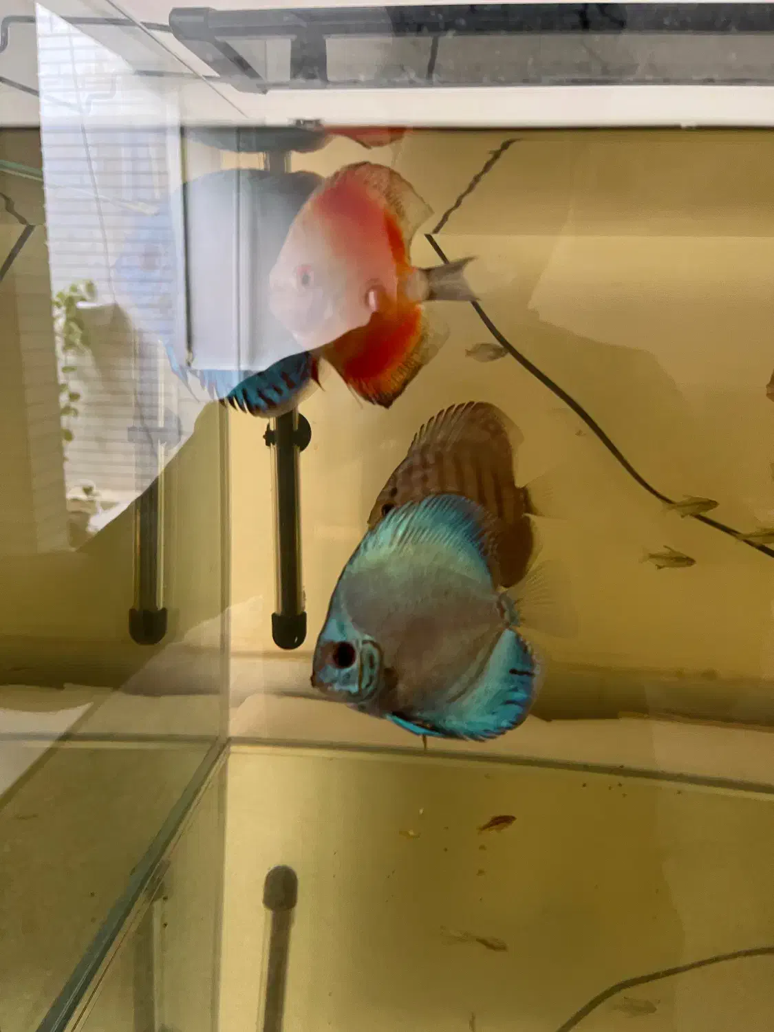 ماهی|ماهی|سیرجان, |دیوار