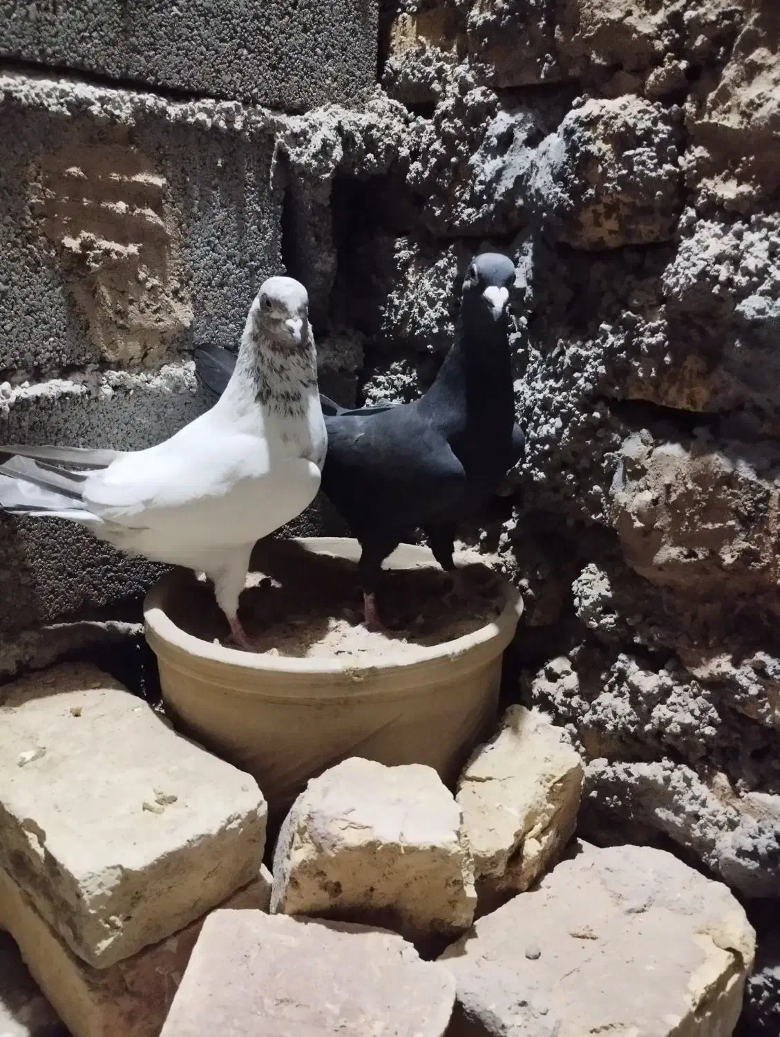 ماده زاغ کرمانی درشت وتمیز|پرنده|دامغان, |دیوار