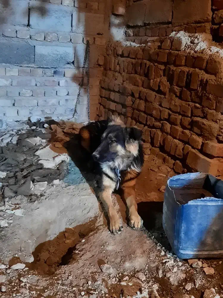 سگ ژرمن شپرد|سگ|خاش, |دیوار