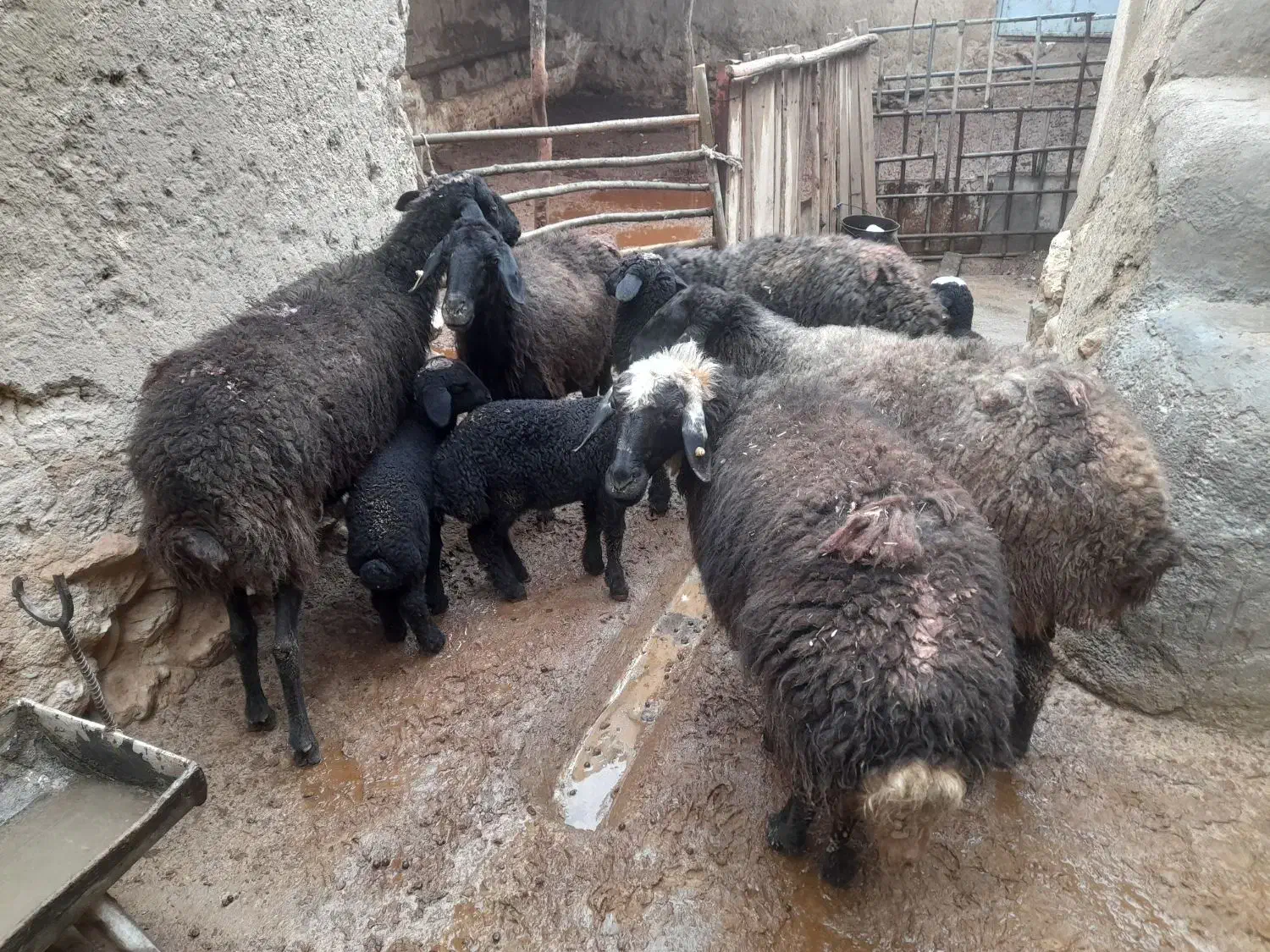 میش بره گوسفند|حیوانات مزرعه|ساوه, |دیوار