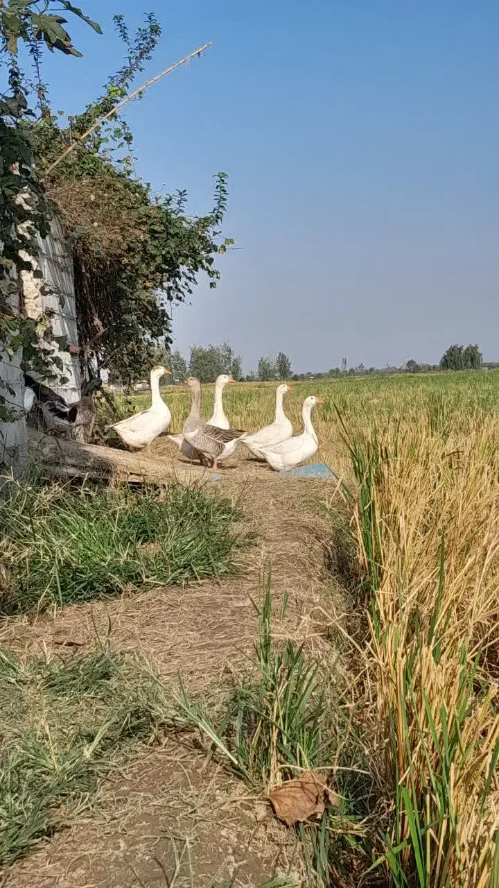 غاز محلی|حیوانات مزرعه|دابودشت, |دیوار