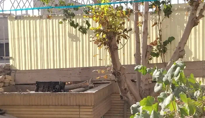 تخته برای بنایی|عمدهفروشی|اصفهان, بوزان|دیوار