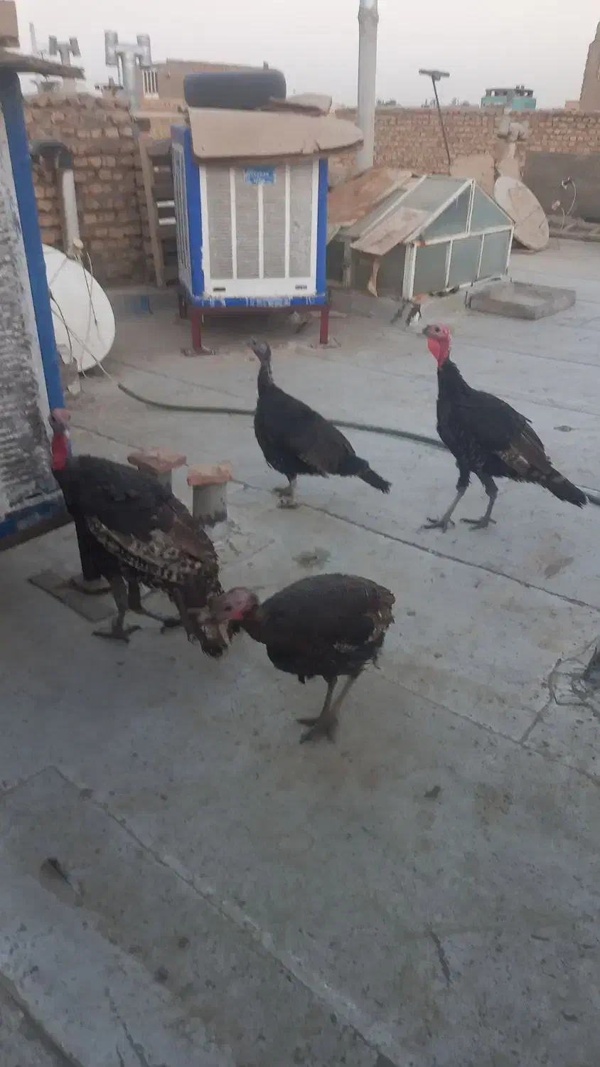 بوقلمون برنزه|حیوانات مزرعه|حمیدیا, |دیوار