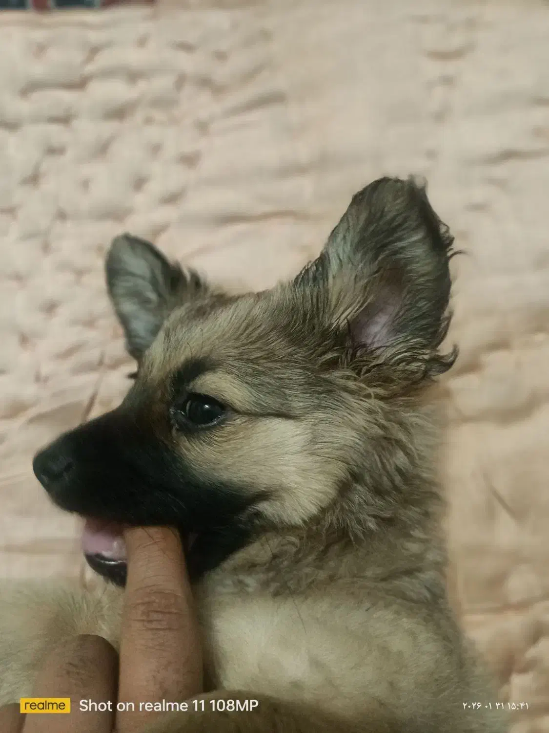 سگ اشپیتز|سگ|مشهد, حضرت حجت|دیوار