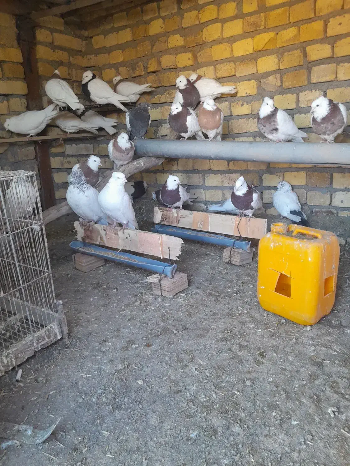 کبوتر|پرنده|ساروق, |دیوار