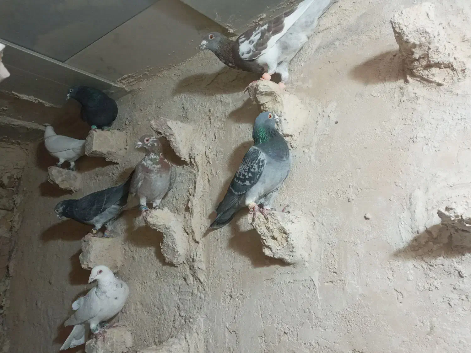 کبوتر پرشی ضربه|پرنده|شهرآباد, |دیوار