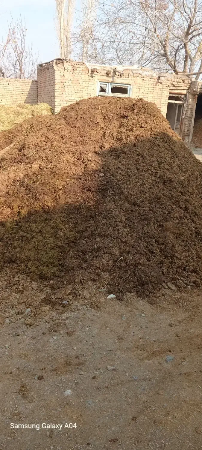 گاوشیری به همراه گوساله|حیوانات مزرعه|خوی, |دیوار