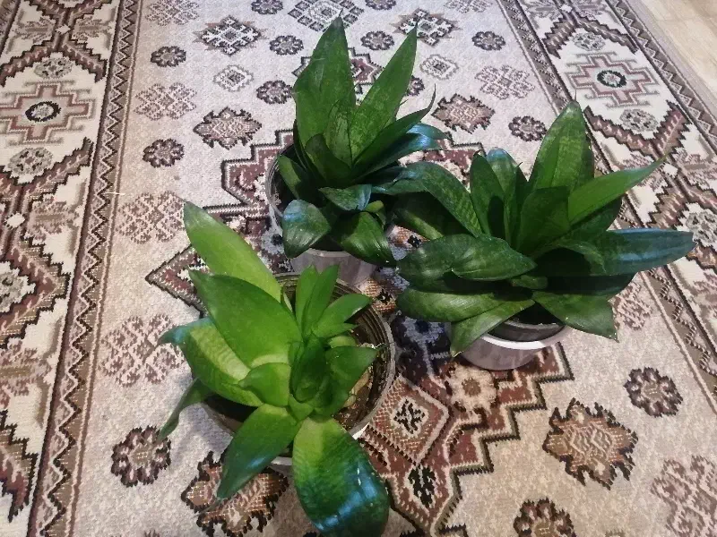 سانسوریا|گل و گیاه طبیعی|نیشابور, شهرک رسولی|دیوار