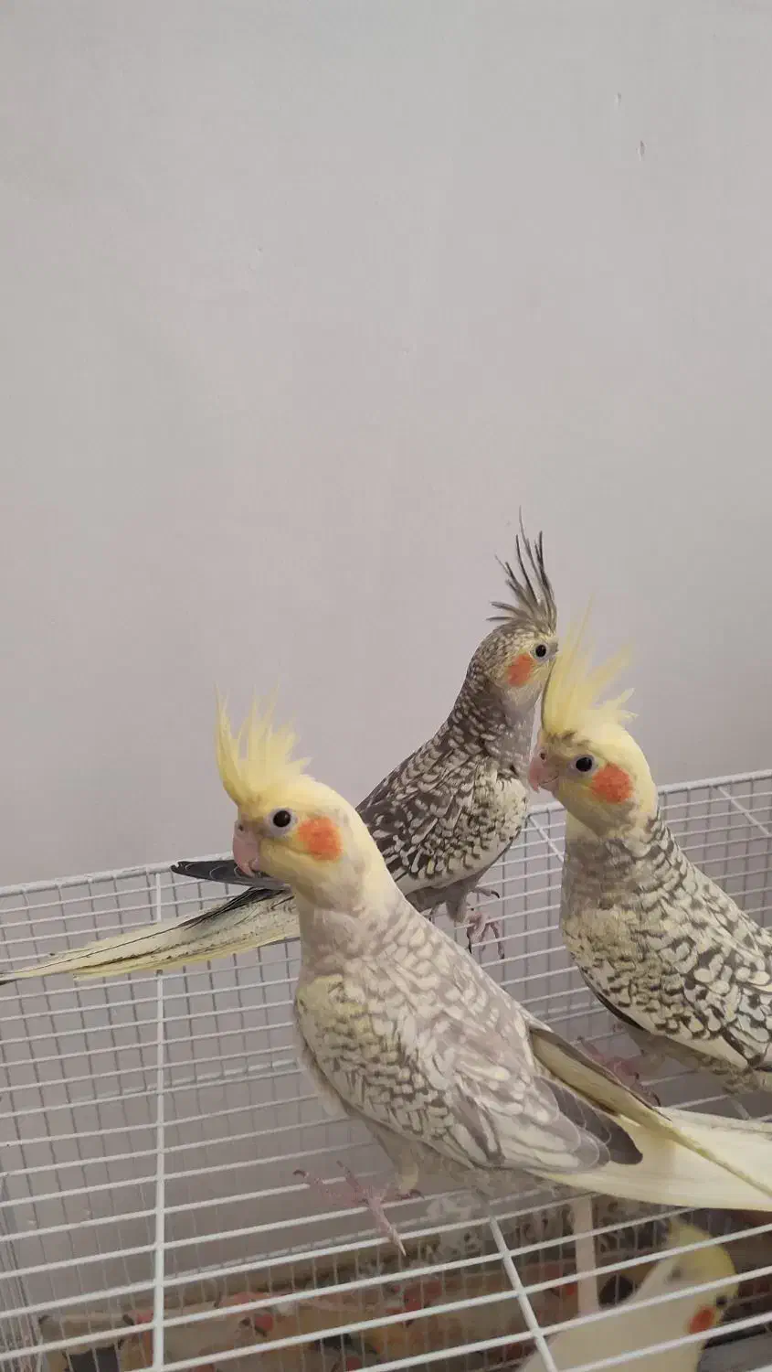 عروس هلندی. جوجه|پرنده|آشخانه, |دیوار