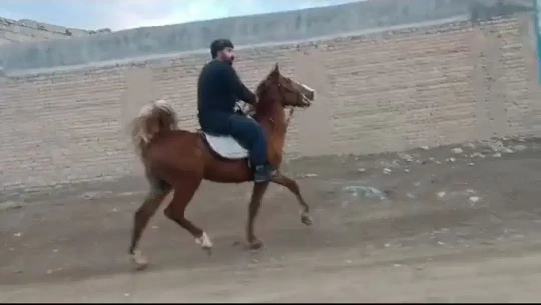 اسب و کره مادیون و مادیون|اسب و تجهیزات اسبسواری|اصفهان, جلفا|دیوار