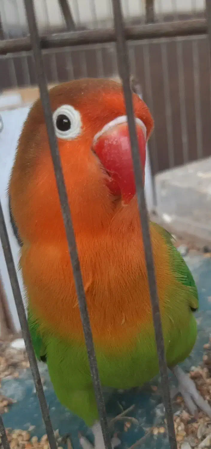 طوطی برزیلی ماده تخم گذار|پرنده|بوشهر, |دیوار