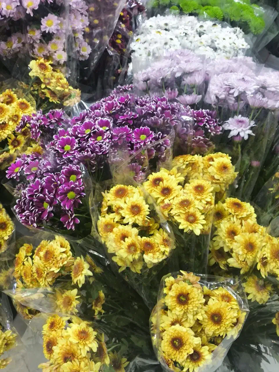 گل داوودی رنگی شب یلدا|گل مصنوعی|مشهد, الهیه|دیوار