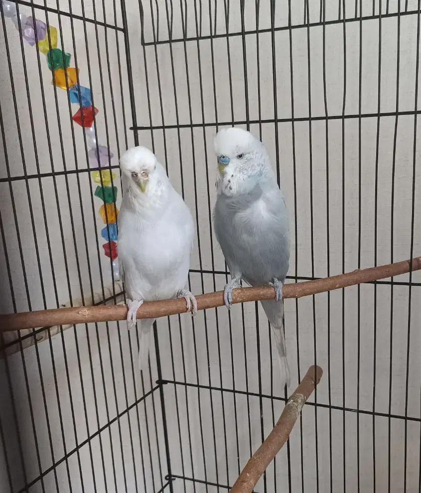 مرغ عشق انگلیسی مولد|پرنده|تهران, فلاح|دیوار