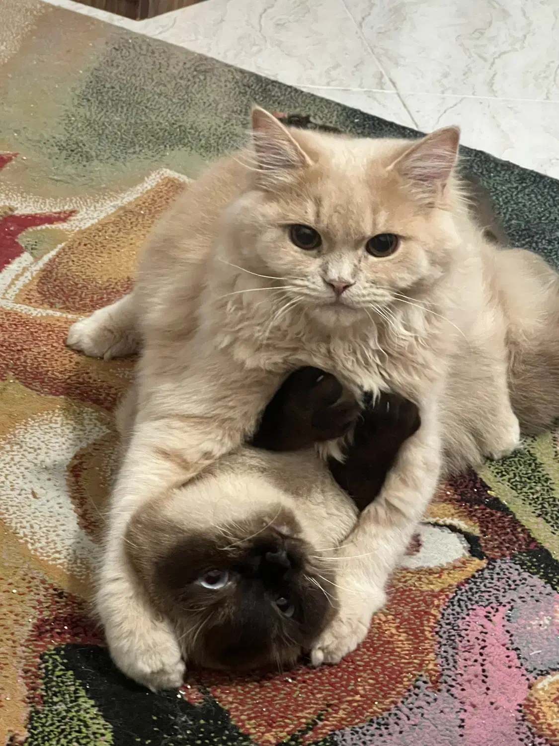 گربه پرشین ۹  ماه|گربه|بندرعباس, |دیوار