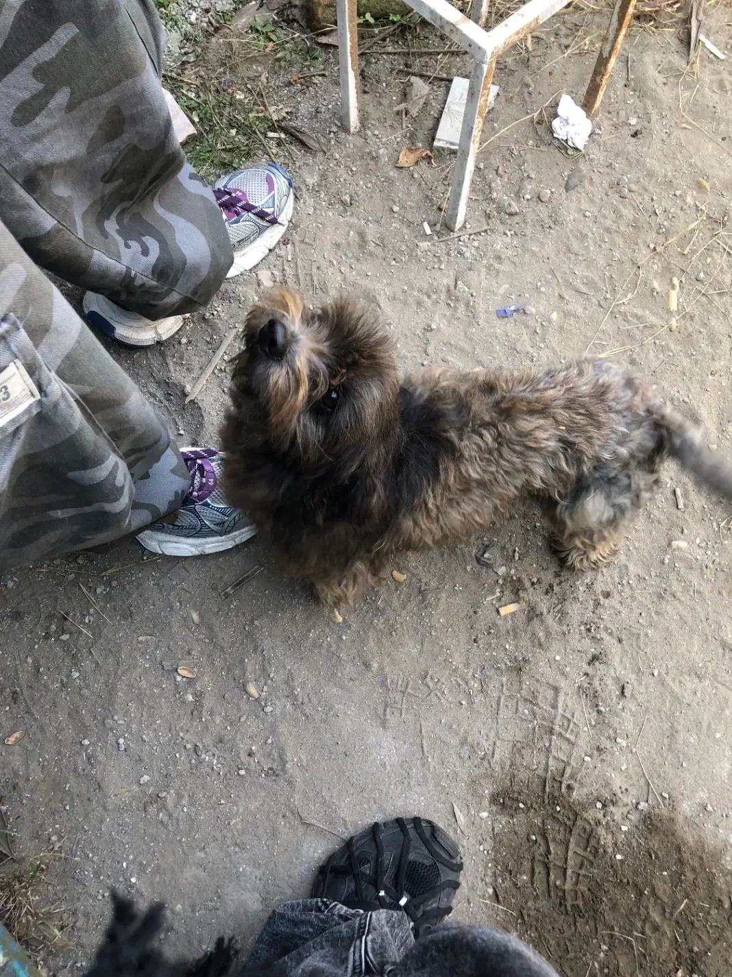 واگذاری سگ شیتزو تیرییر ماده|سگ|سرخرود, |دیوار