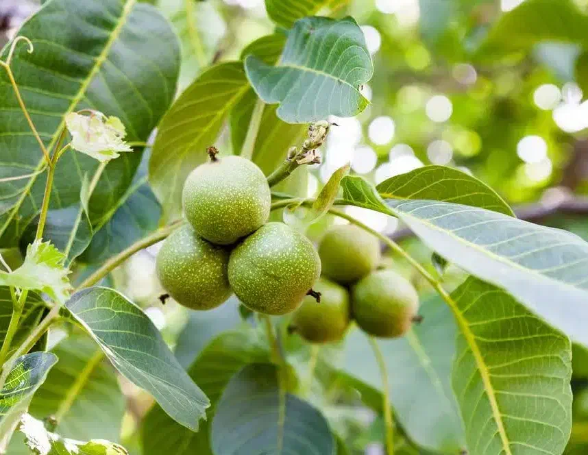 توزیع و فروش نهال گردو تولری|خدمات باغبانی و درختکاری|سجاس رود, |دیوار