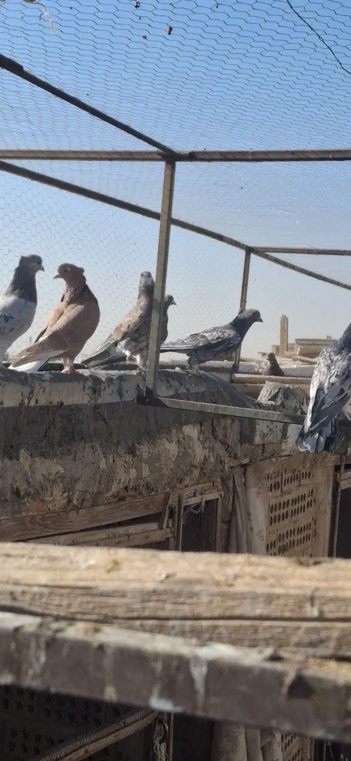 کفتر سرور|پرنده|آران و بیدگل, |دیوار