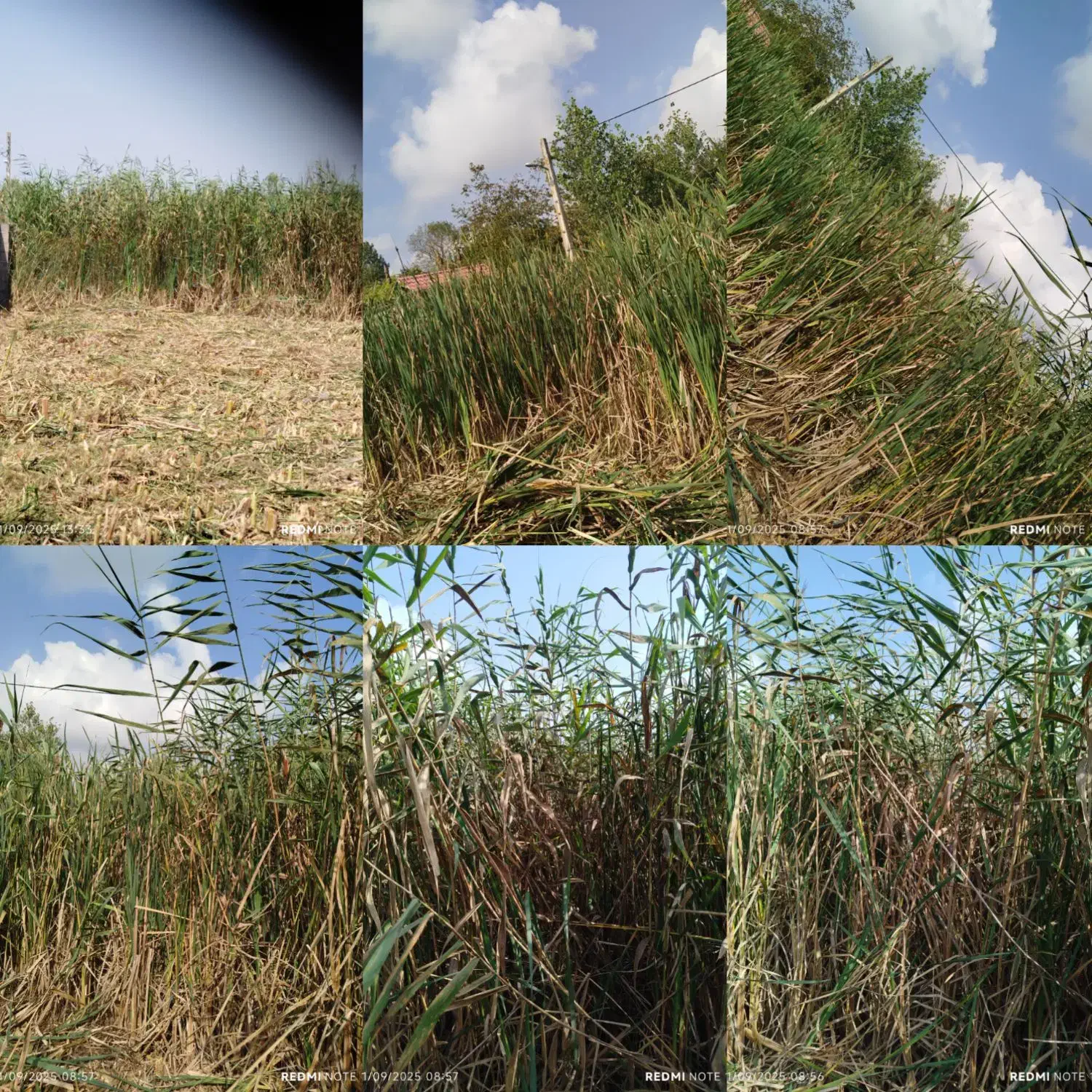 علفزنی چمن زنی و تمشک زنی|خدمات باغبانی و درختکاری|آستانه اشرفیه, |دیوار