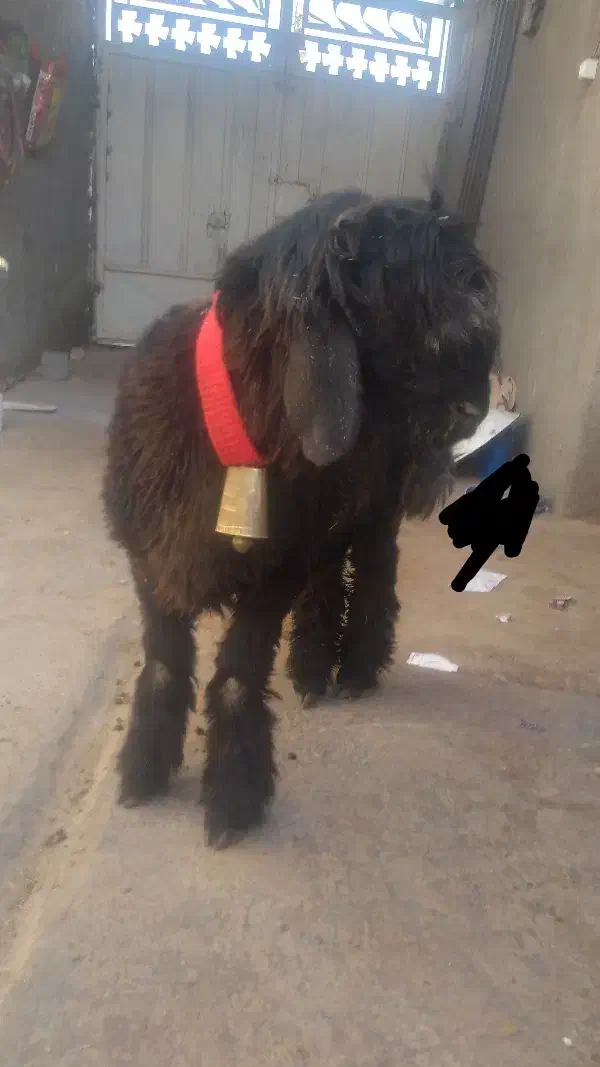 سیاه کیلویی|حیوانات مزرعه|شهرکرد, |دیوار