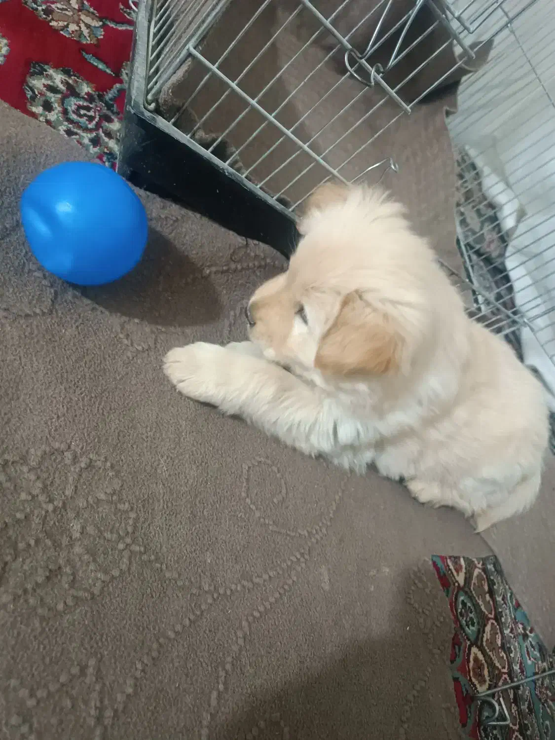 سگ چاو چاپ|سگ|بیضا, |دیوار