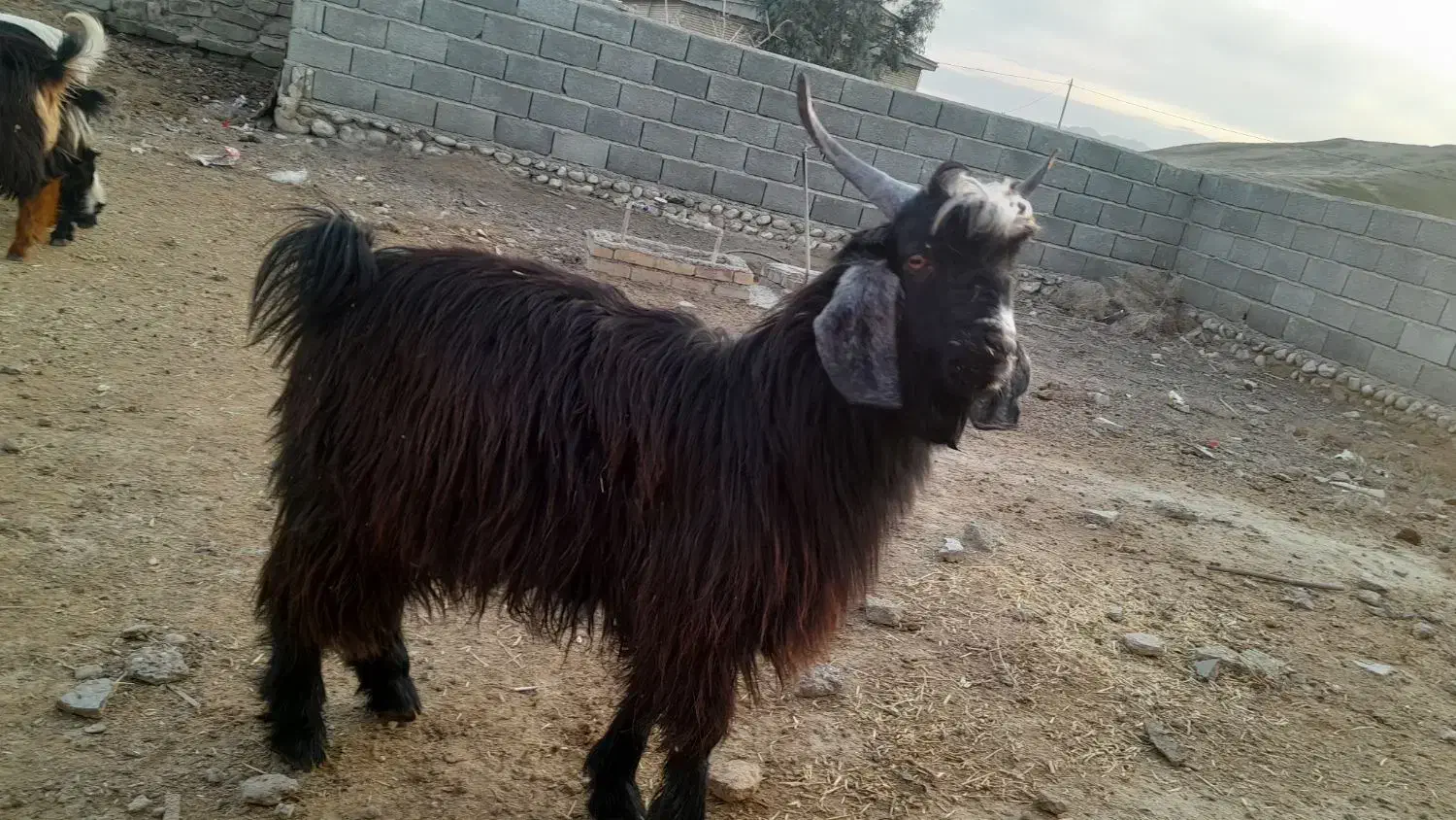 ۸ عدد بزغاله تمام نر|حیوانات مزرعه|مراوه, |دیوار