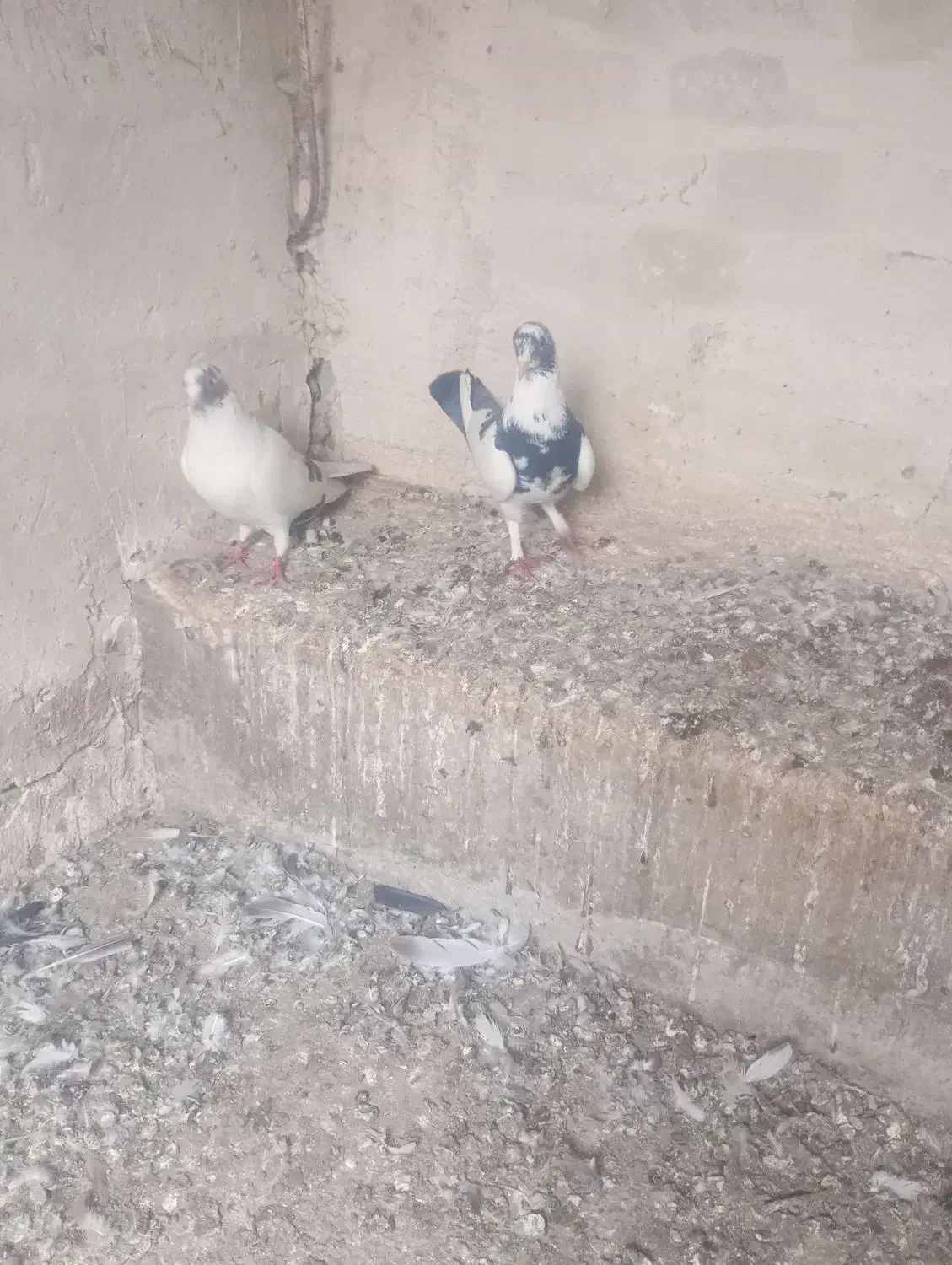 کبوتر آذربایجان|پرنده|پارس‌آباد, |دیوار