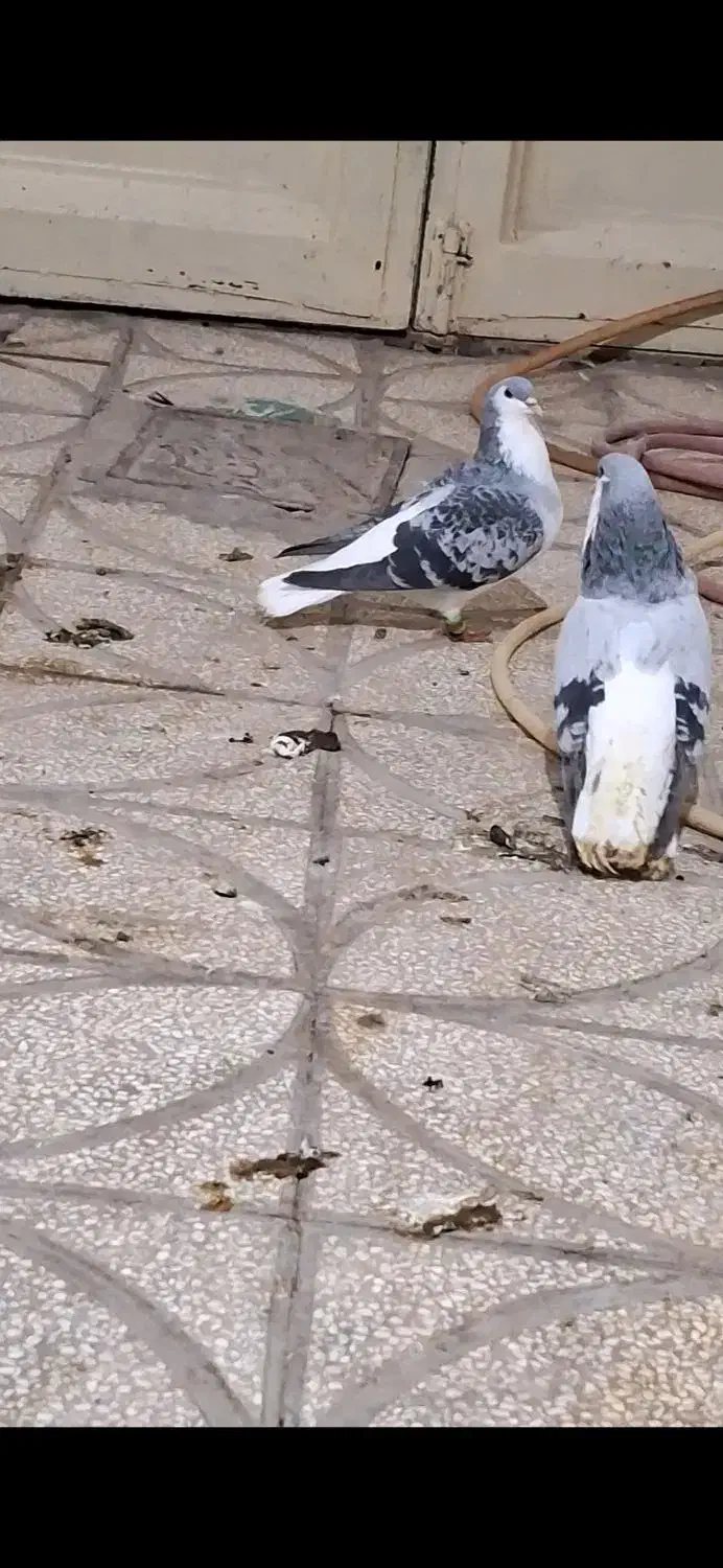 امری سبر(ساده سبز)|پرنده|گناباد, |دیوار