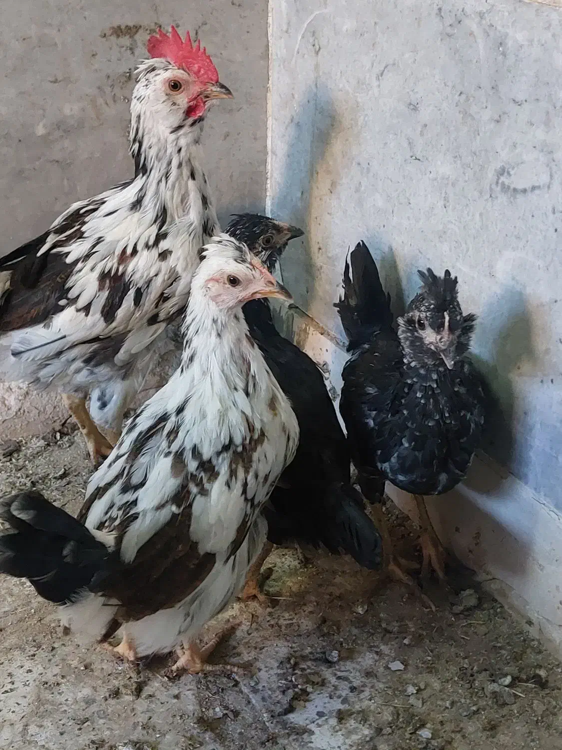 حراج خروس ودوتک نژاددارگلین|حیوانات مزرعه|اصفهان, خواجو|دیوار