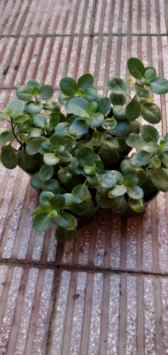 گل قاشقی|گل و گیاه طبیعی|قم, دروازه ری|دیوار