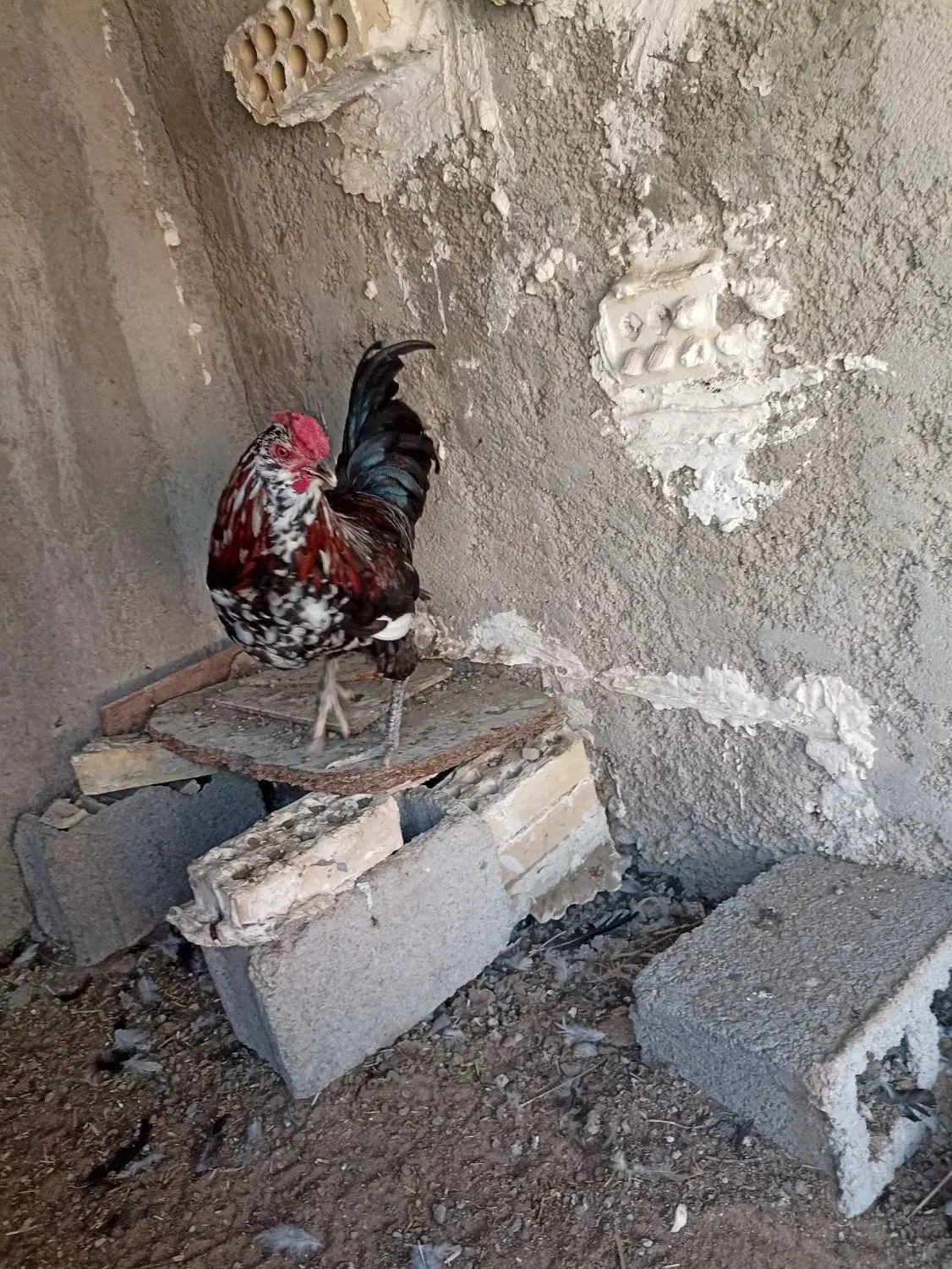 خروس گیلن اصل ابپخش|حیوانات مزرعه|آبپخش, |دیوار