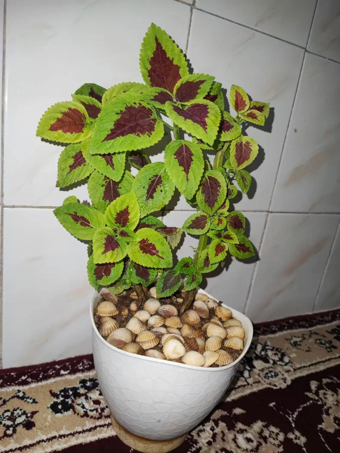 گل حسن یوسف طبیعی|گل و گیاه طبیعی|خرمآباد, |دیوار