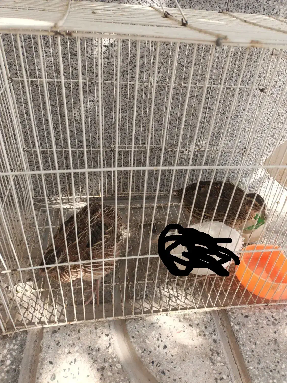 بلدرچین|حیوانات مزرعه|تربتحیدریه, آغوی|دیوار