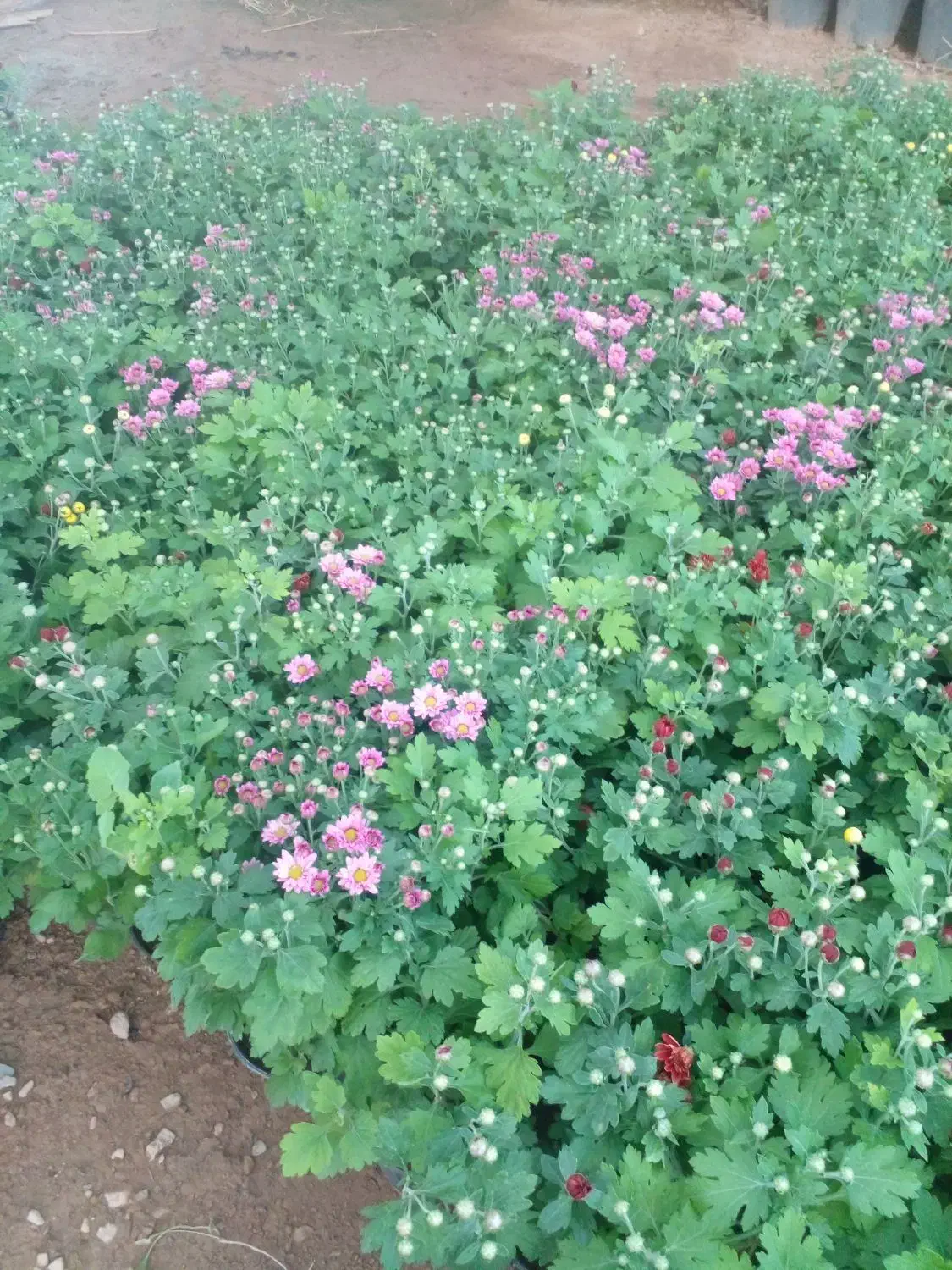 گل داودی|گل و گیاه طبیعی|محلات, |دیوار