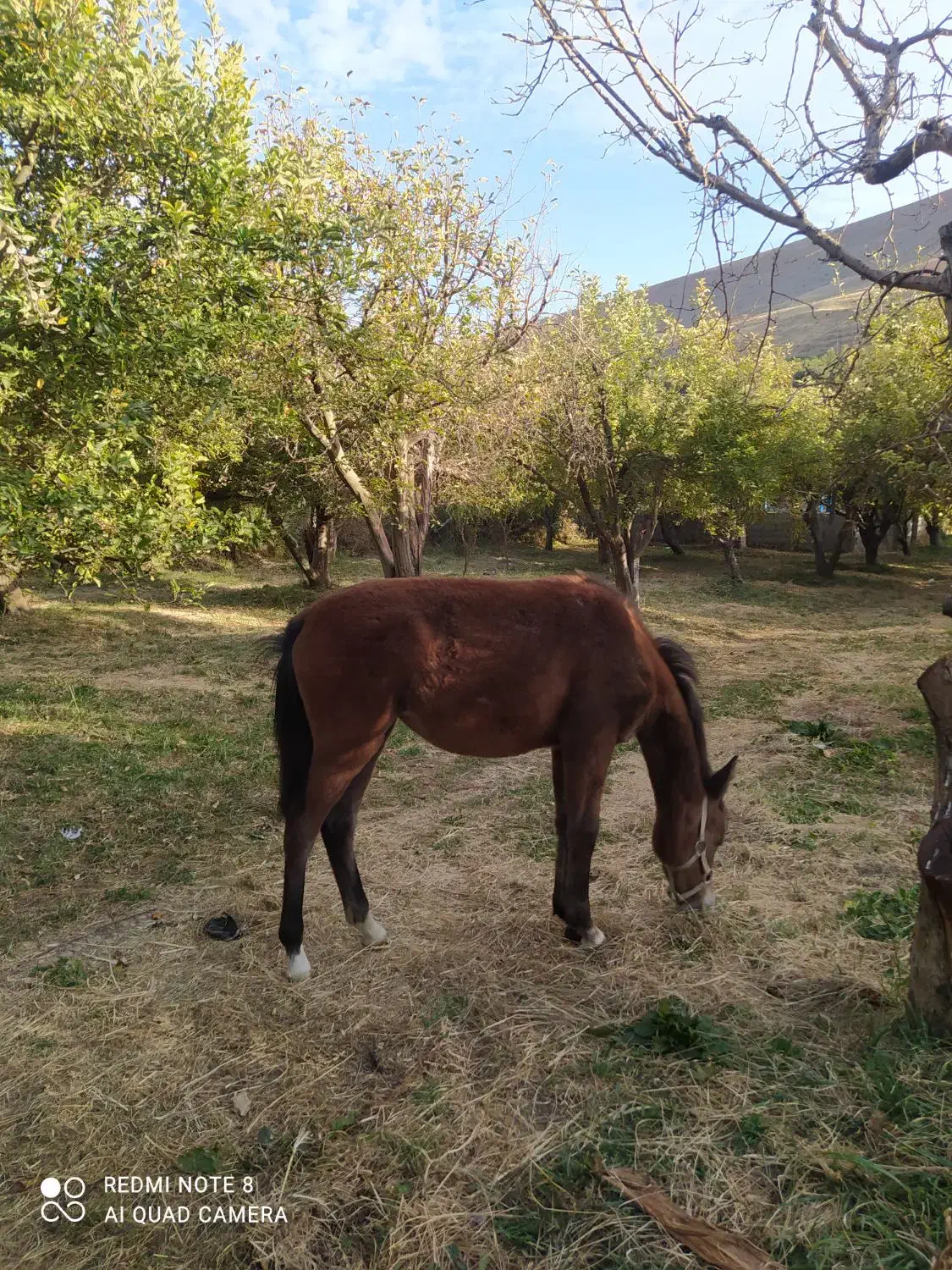 کره اسب|اسب و تجهیزات اسب‌سواری|بروجرد, |دیوار