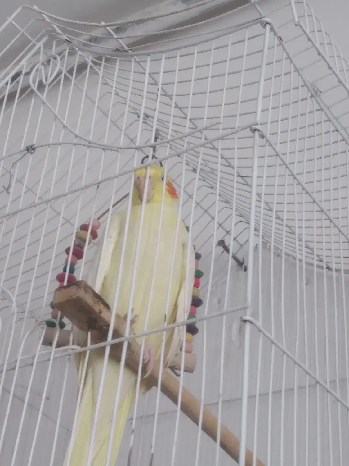 فورشی|پرنده|چناران, |دیوار