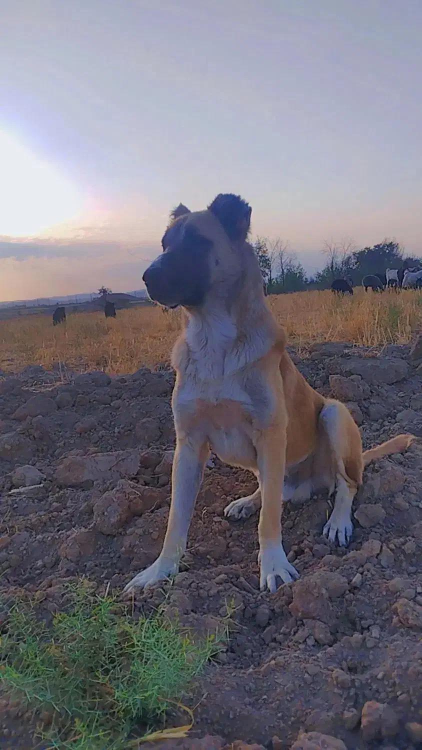 سگ افغان قیمت مناسب، دیوانه|سگ|میلاجرد, |دیوار