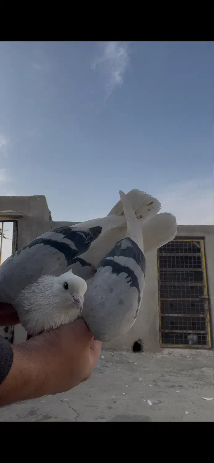 کفتر شهرستانی پرشی|پرنده|باقرشهر, |دیوار