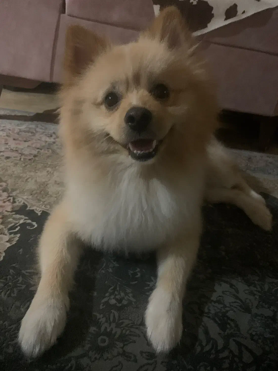 سگ آموزش دیده فوق العاده|سگ|پاکدشت, پاکدشت (مامازند)|دیوار