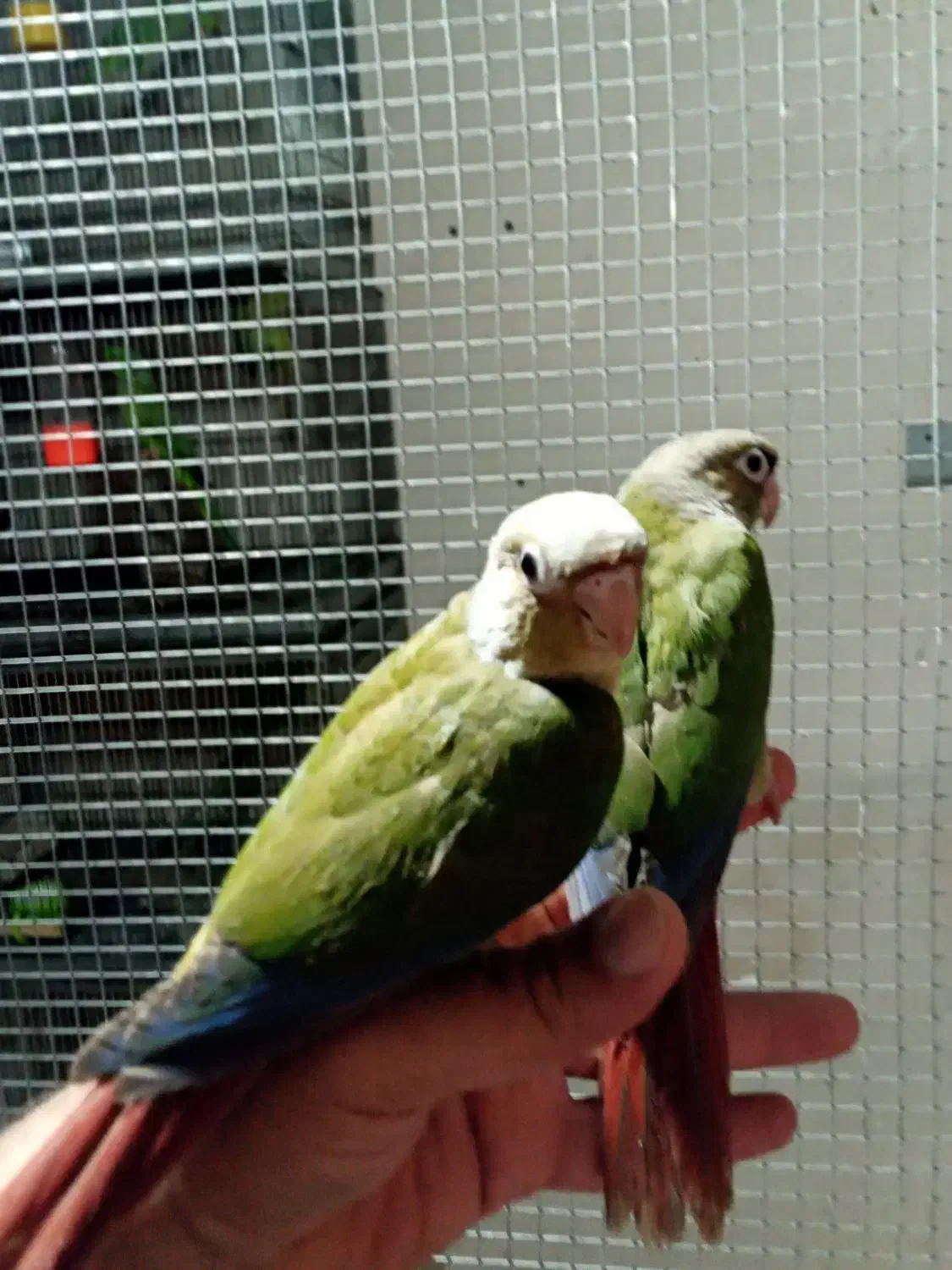 طوطی گرینچیک|پرنده|دزفول, |دیوار