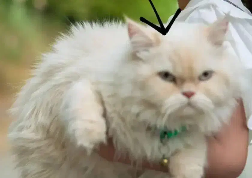 گمشده|گربه|خوی, |دیوار