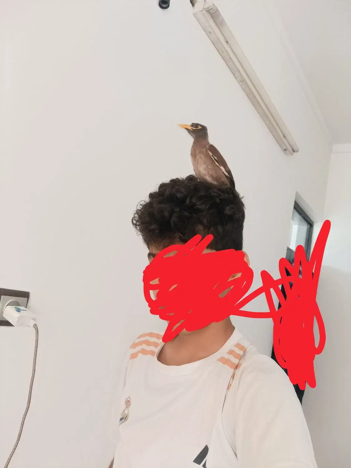 مرغ مینا|پرنده|قائم‌شهر, |دیوار