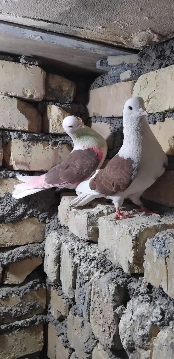 ی جفت نرو ماده پشدار قرمز|پرنده|معصومیه, |دیوار