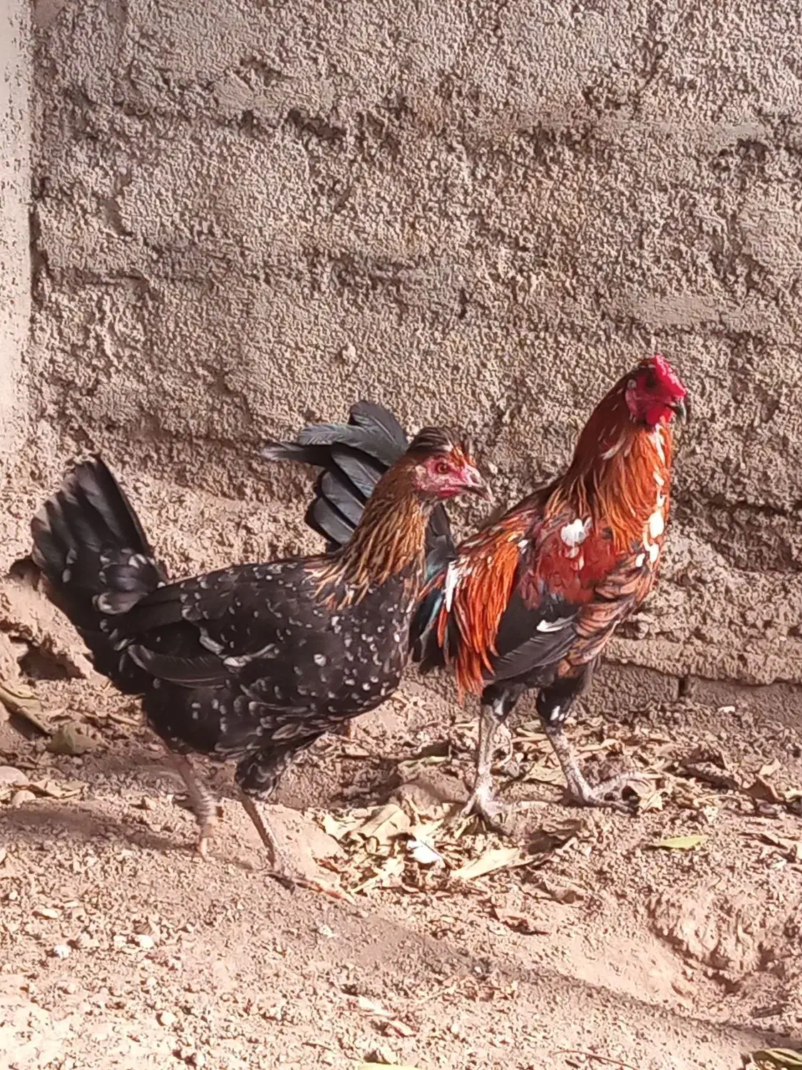 مرغ و خروس گلین|حیوانات مزرعه|رامیان, |دیوار