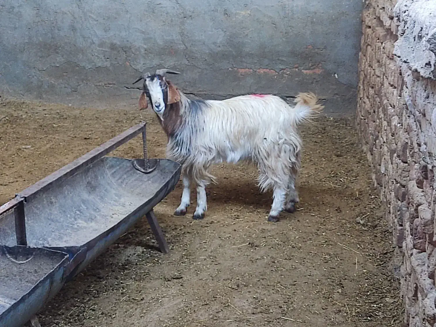 بزغاله|حیوانات مزرعه|فریمان, |دیوار