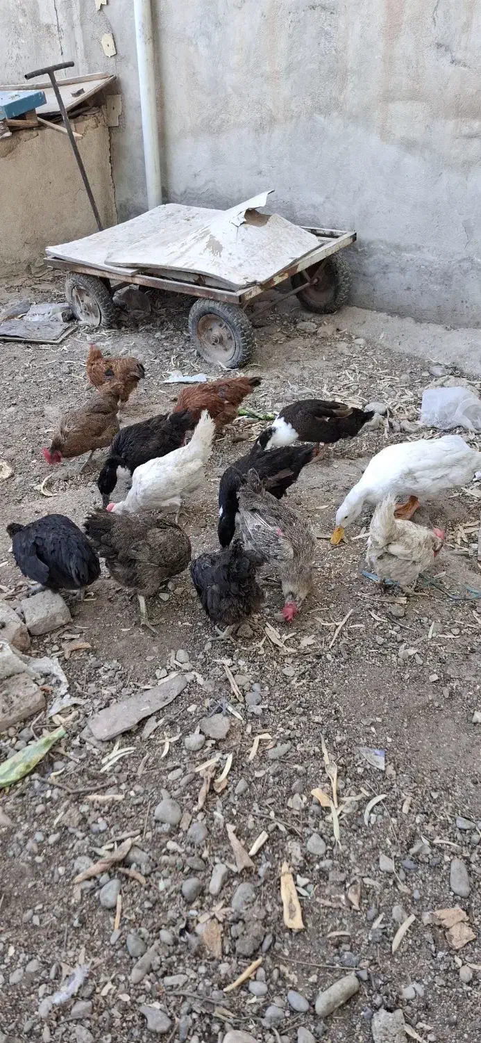 مرغ و خروس محلی اردک|حیوانات مزرعه|قرچک, قشلاق جیتو|دیوار