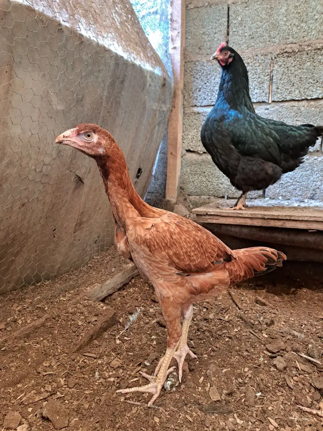 جوجه لاری مرغ|حیوانات مزرعه|رشت, حومه رشت|دیوار