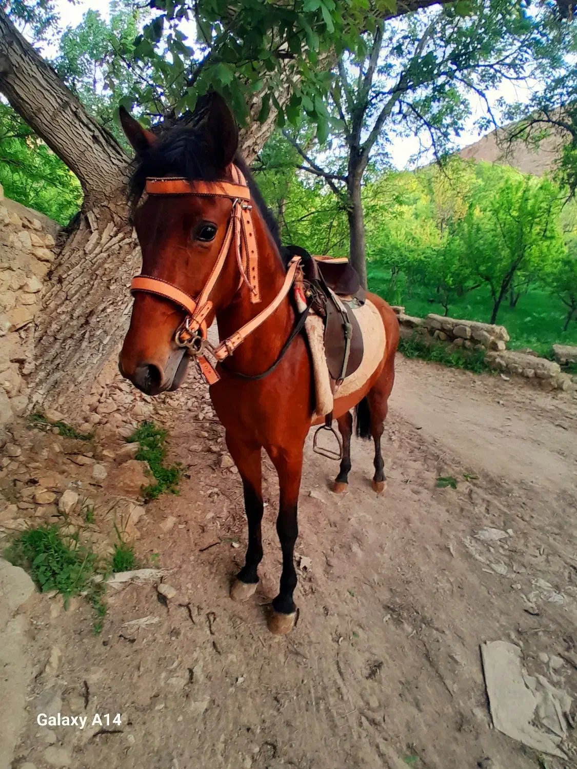 مادیون فروشی|اسب و تجهیزات اسبسواری|اسفراین, |دیوار